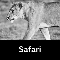 Safari
